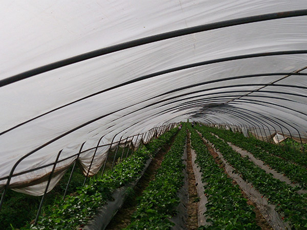 成都農(nóng)膜大棚蔬菜基地